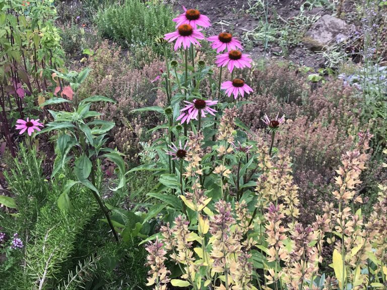 Echinacea flowers in the Friendly Garden