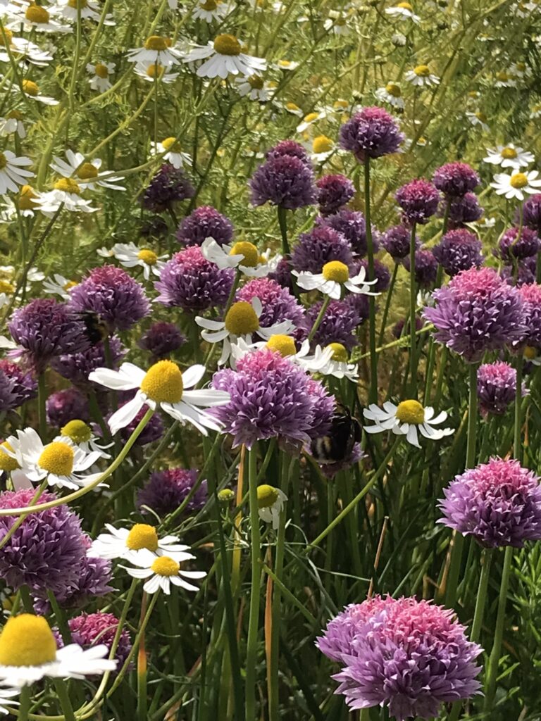 Chive flowers and Ox eye daisy